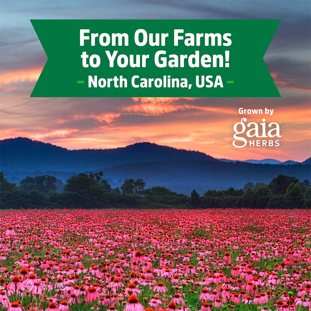 Regenerative Organic Certified® Dandelion Seeds - Image 5
