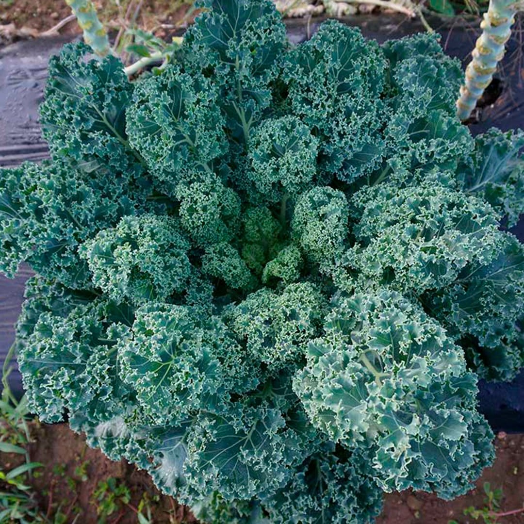 Organic Super Greens 10-Pack - Image 3