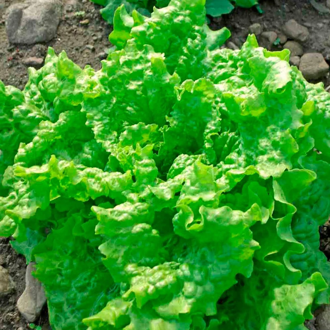 Organic Super Greens 10-Pack - Image 7