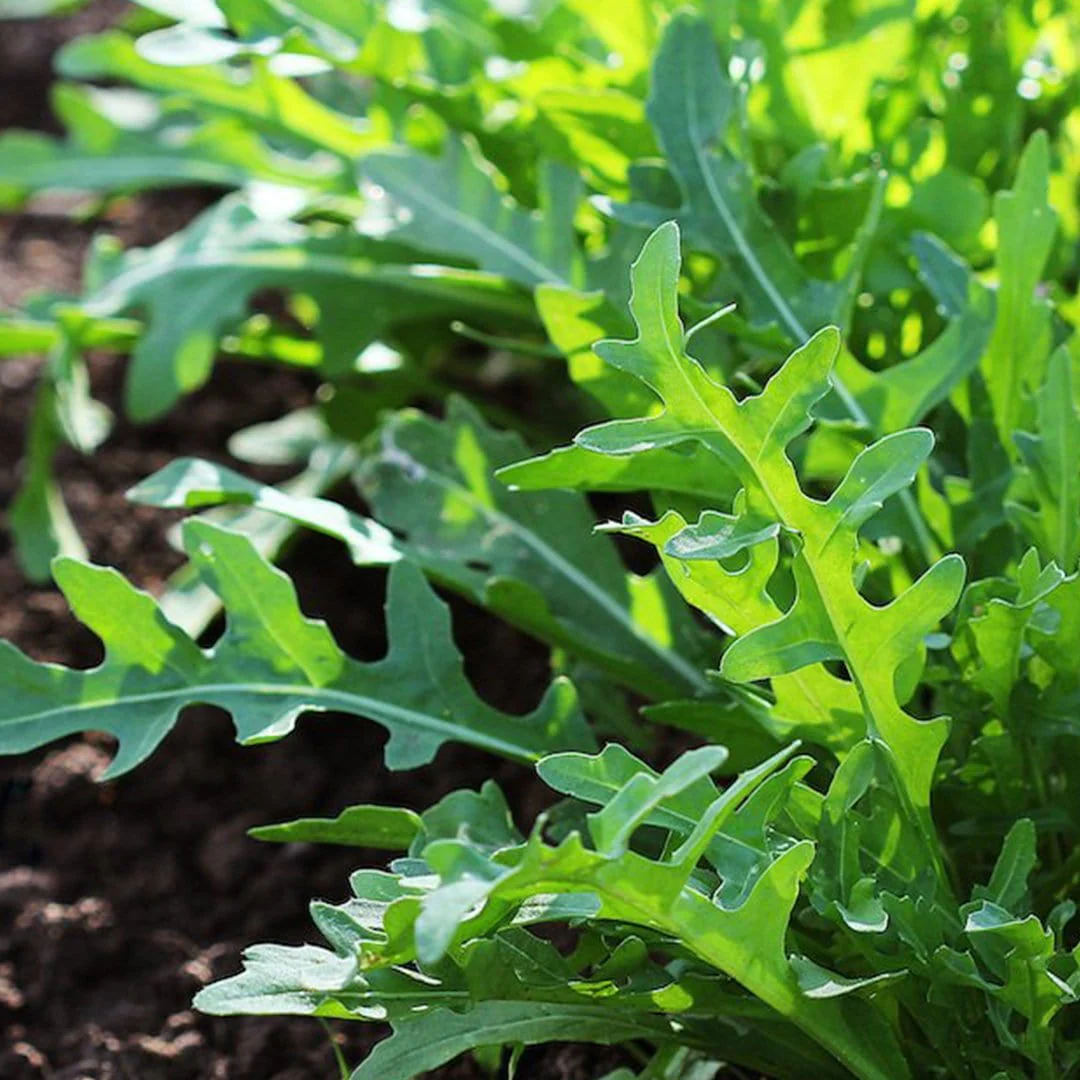 Organic Super Greens 10-Pack - Image 8