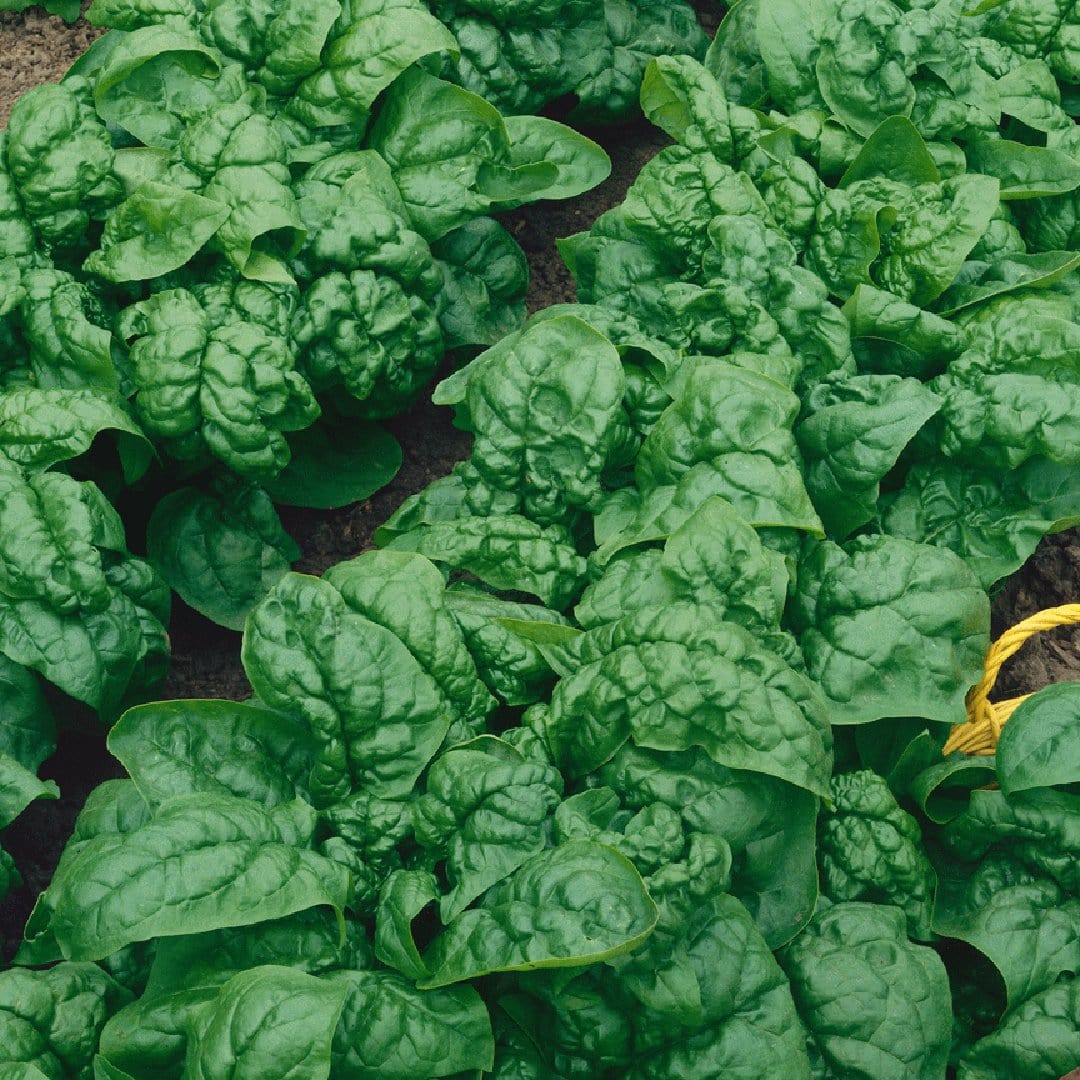 Organic Super Greens 10-Pack - Image 9