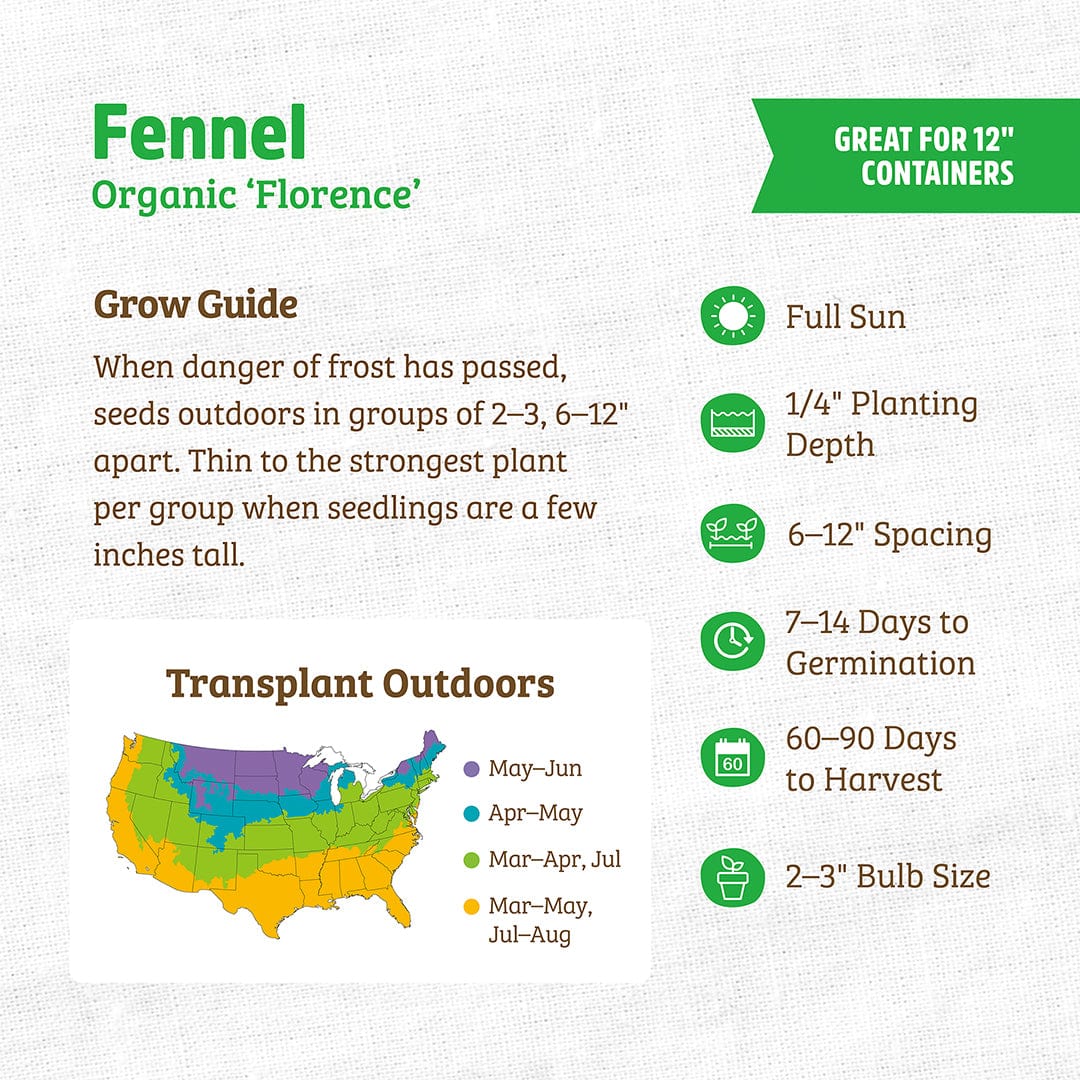 Organic Fennel Seeds — 'Florence' - Image 3