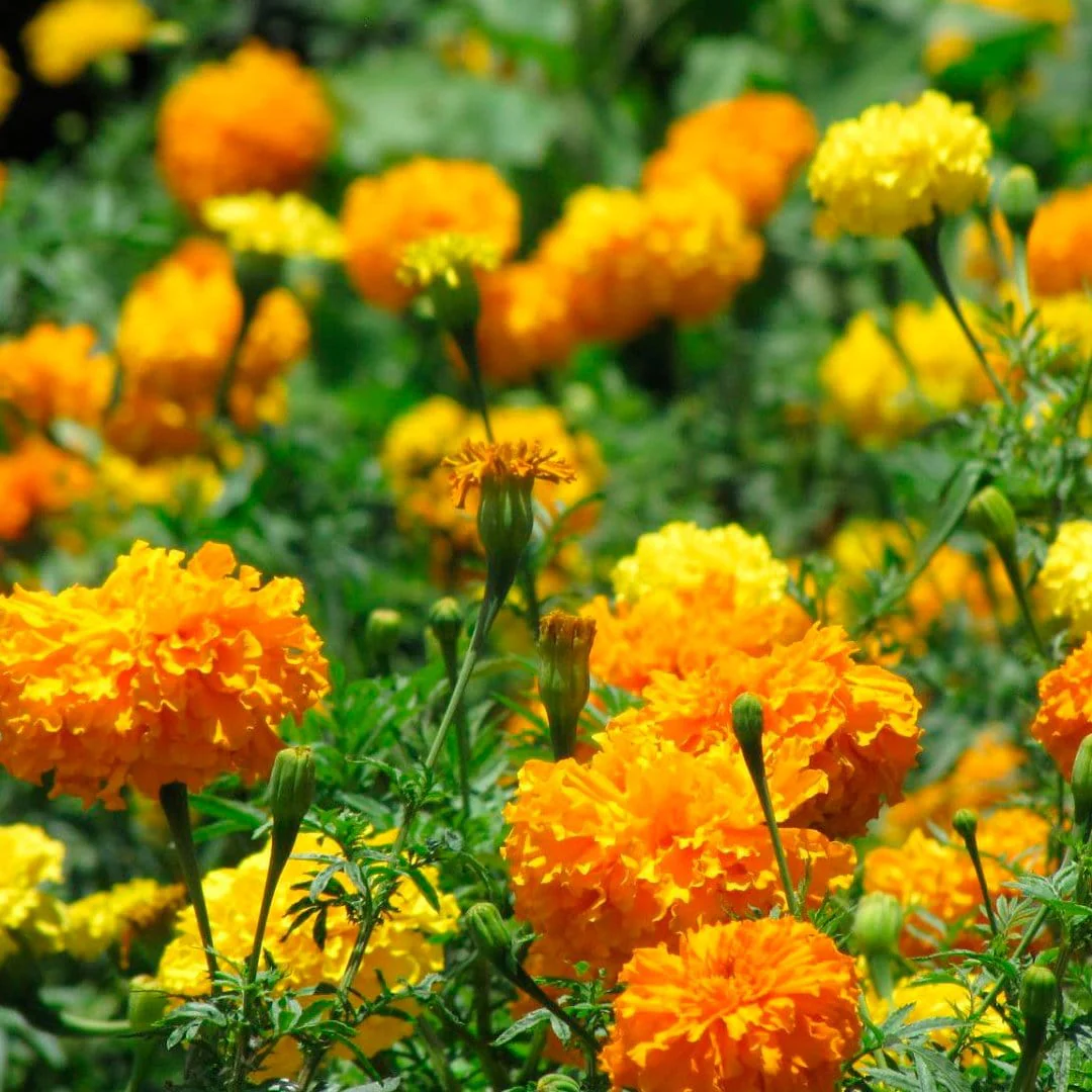 Organic Flower 5-Pack Seed Bundle - Image 11