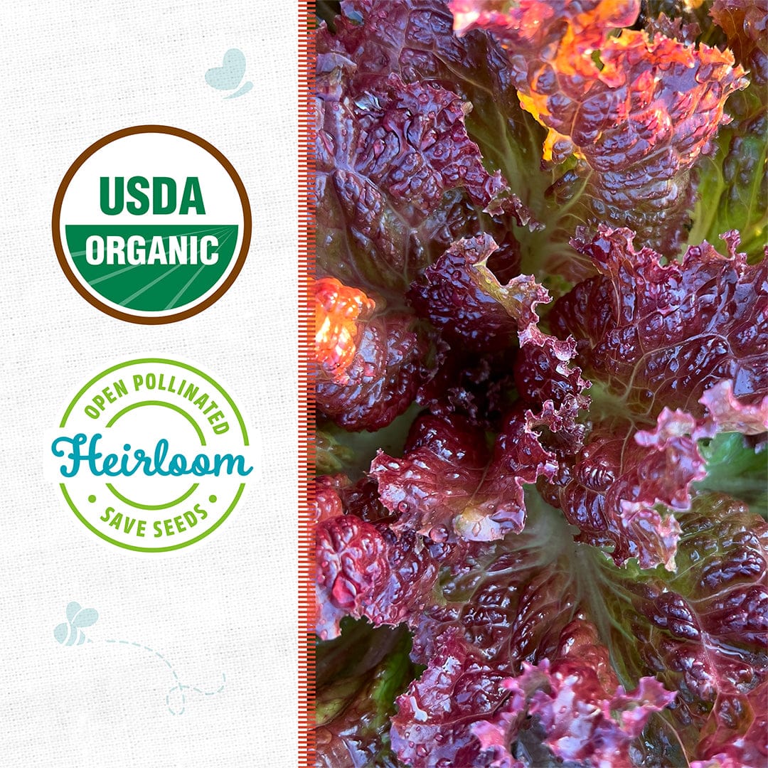 Organic Lettuce Seeds — 'Red Oak Leaf' - Image 2