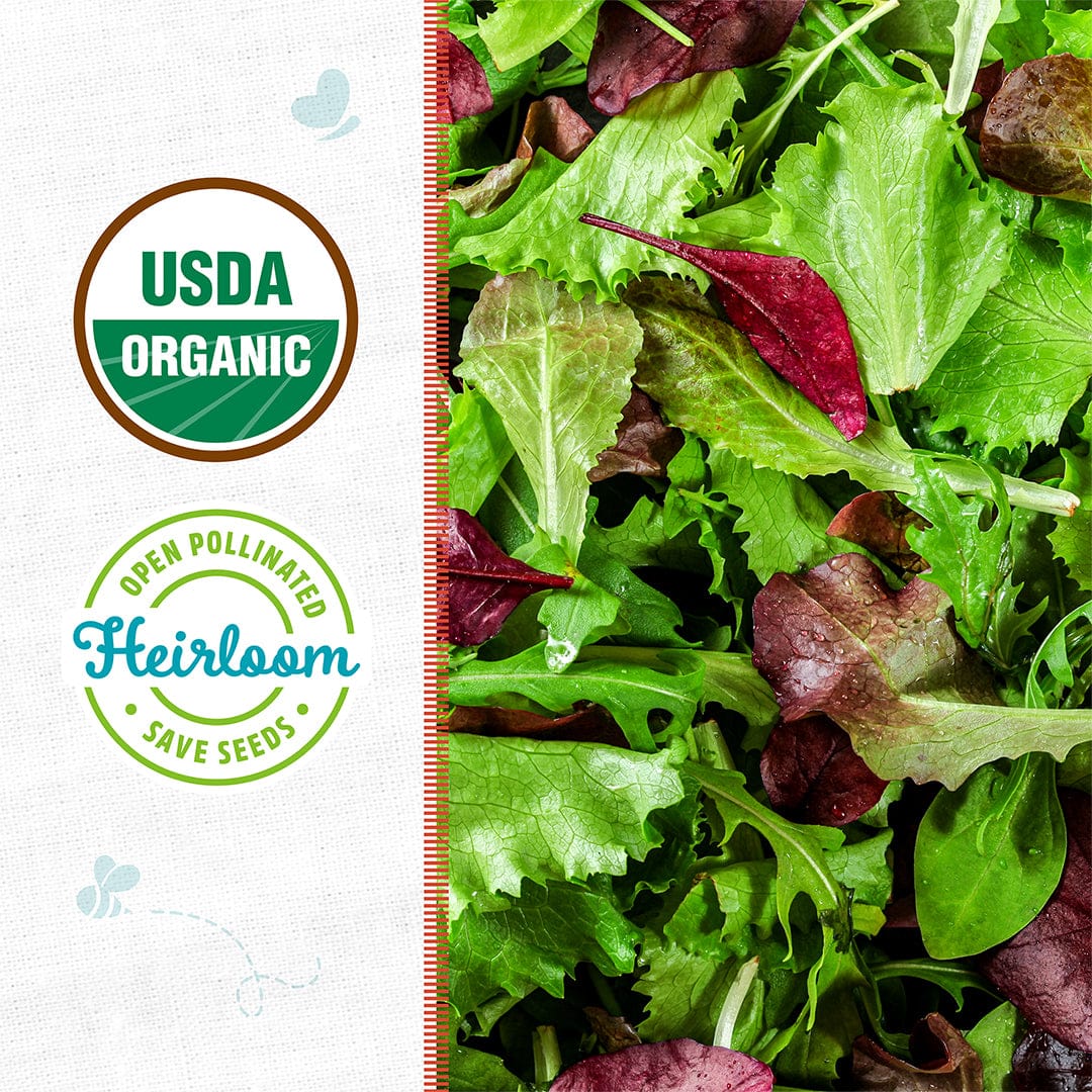Organic Mesclun Seeds — 'Gourmet Salad Mix' - Image 2