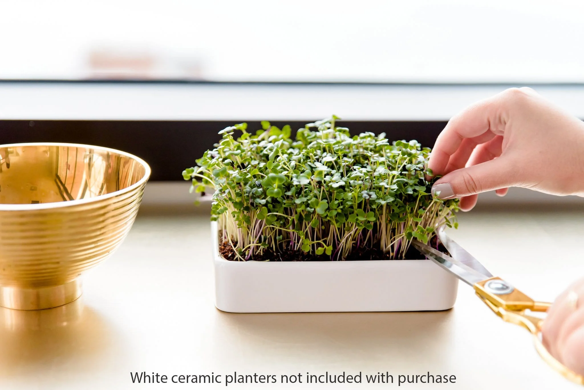 Organic Microgreens Kit, Bulk Saver 6-Pack 🌱 - Image 9