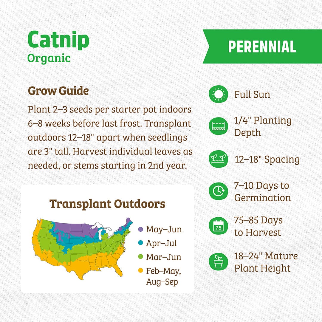 Organic Mint Seeds — 'Catnip' - Image 3