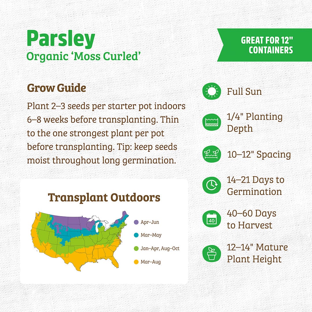 Organic Parsley Seeds — 'Moss Curled' - Image 3