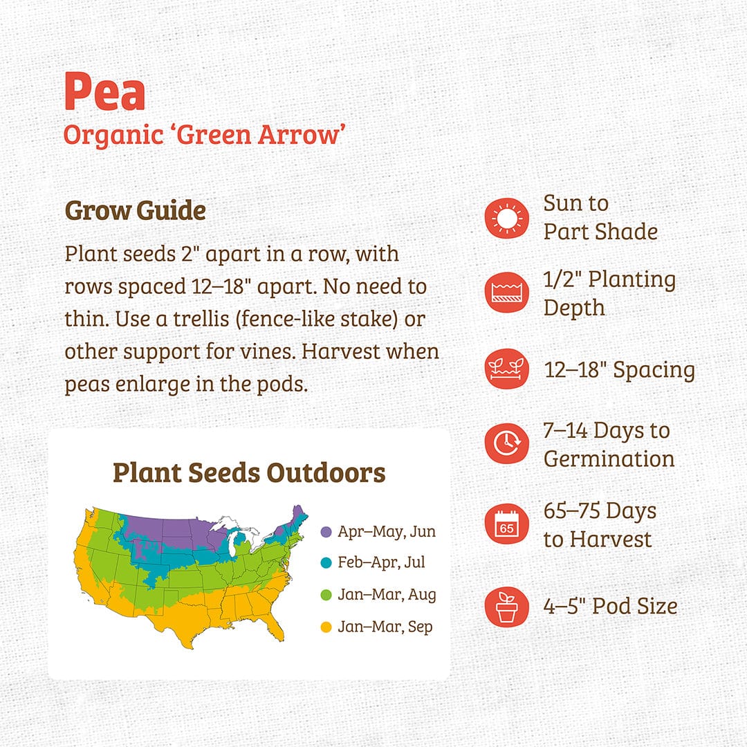 Organic Pea Seeds — 'Green Arrow' - Image 3