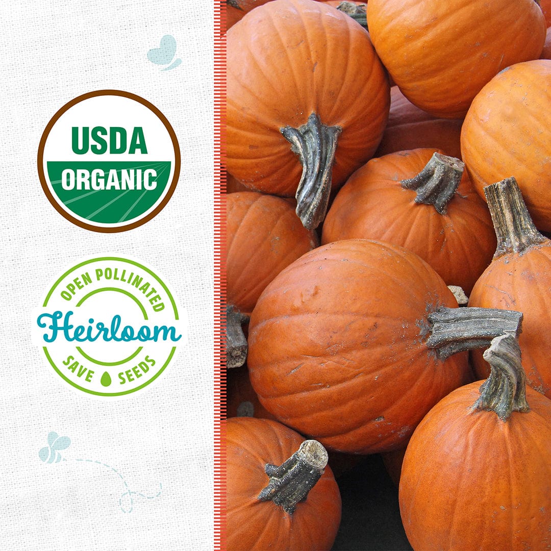 Organic Pumpkin Seeds — 'Small Sugar' - Image 2
