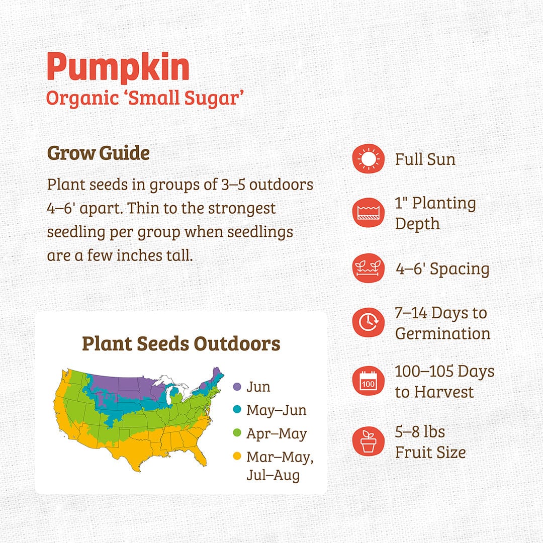 Organic Pumpkin Seeds — 'Small Sugar' - Image 3