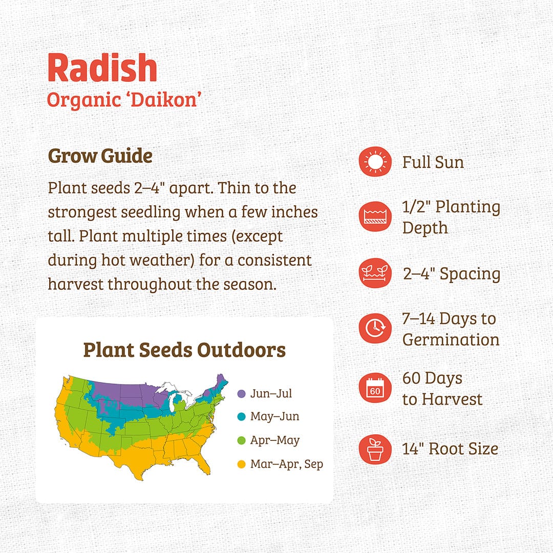 Organic Radish Seeds — 'Daikon' - Image 3