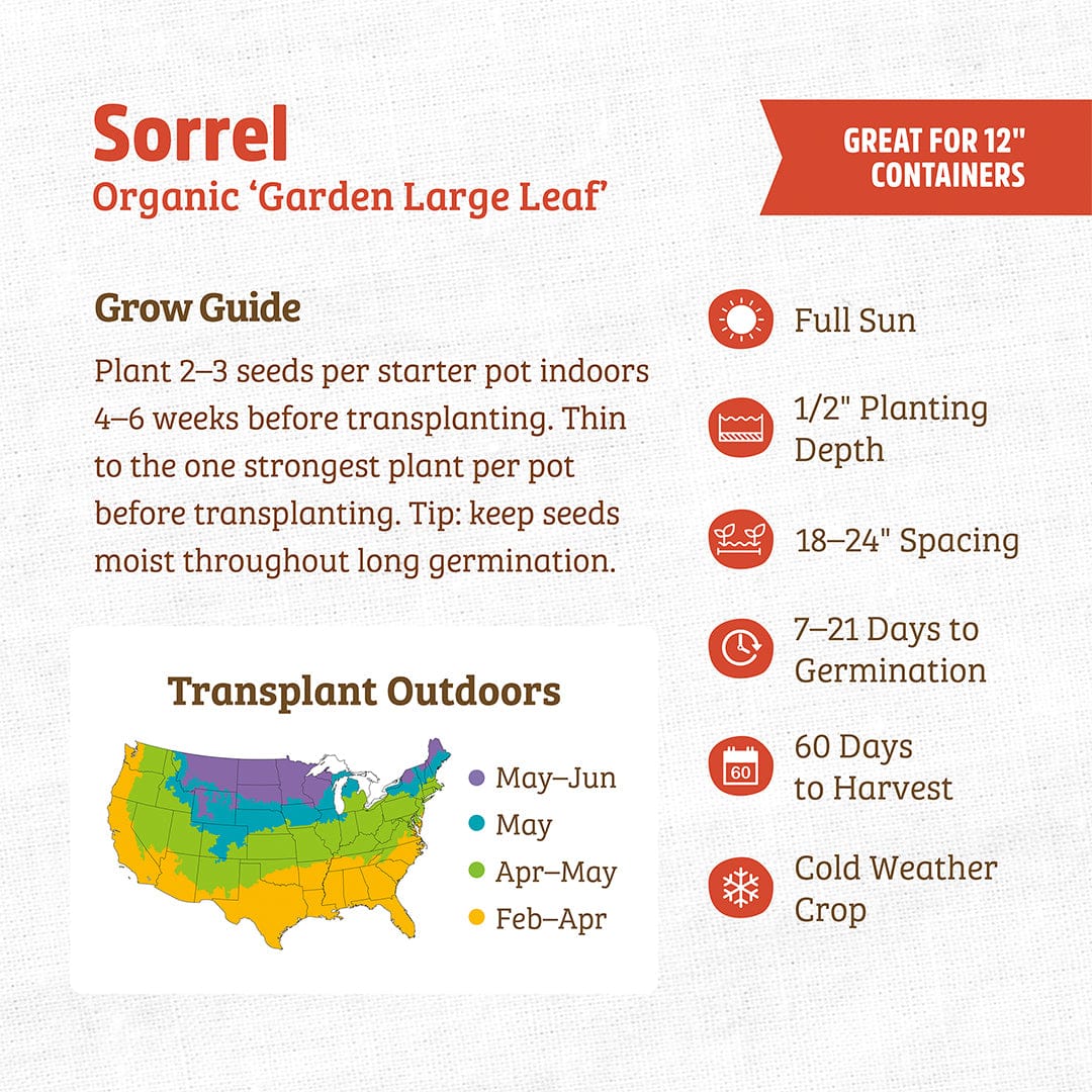 Organic Sorrel Seeds — 'Garden Large Leaf' - Image 3