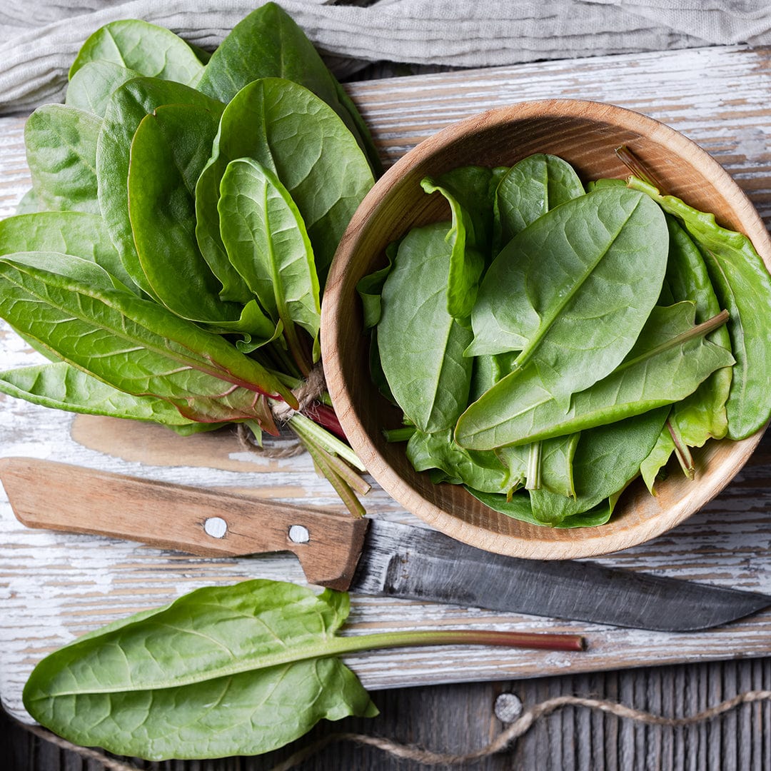 Organic Sorrel Seeds — 'Garden Large Leaf' - Image 6