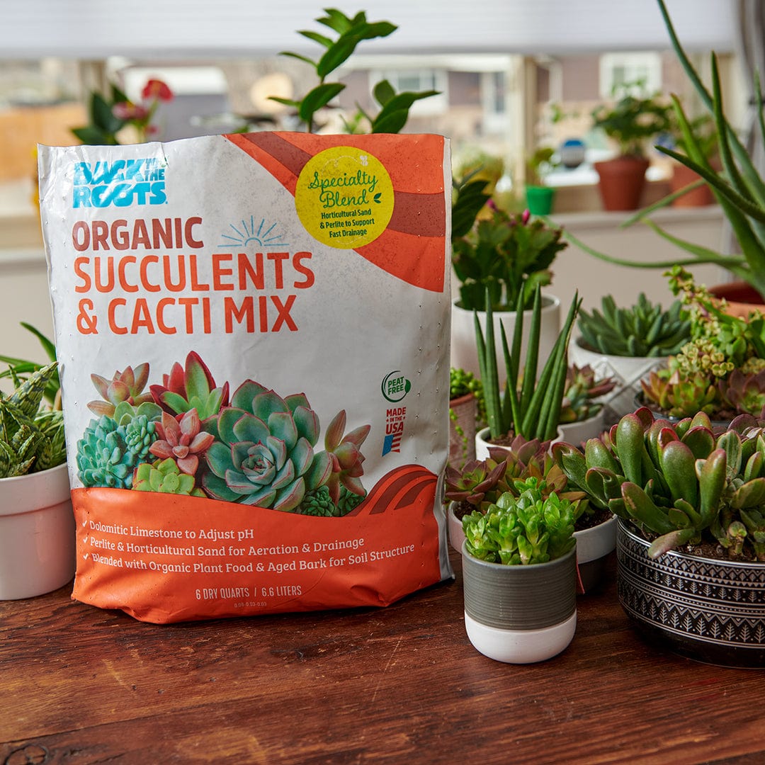 Organic Succulents & Cacti Mix Specialty Blend (6 QT) - Image 7