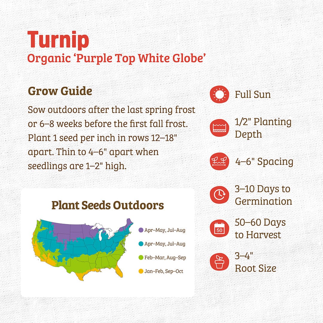 Organic Turnip Seeds — 'Purple Top White Globe' - Image 3