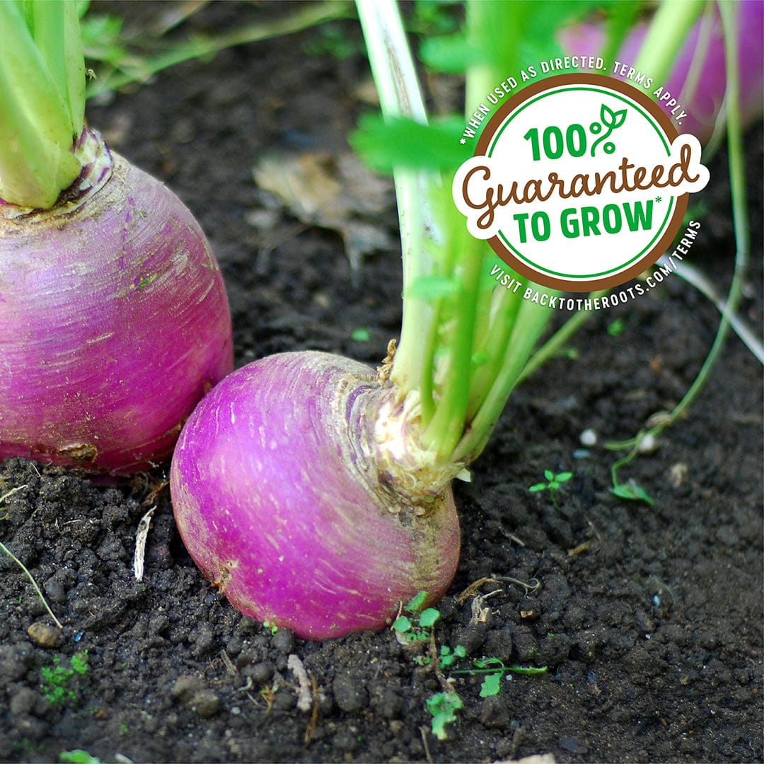 Organic Turnip Seeds — 'Purple Top White Globe' - Image 5