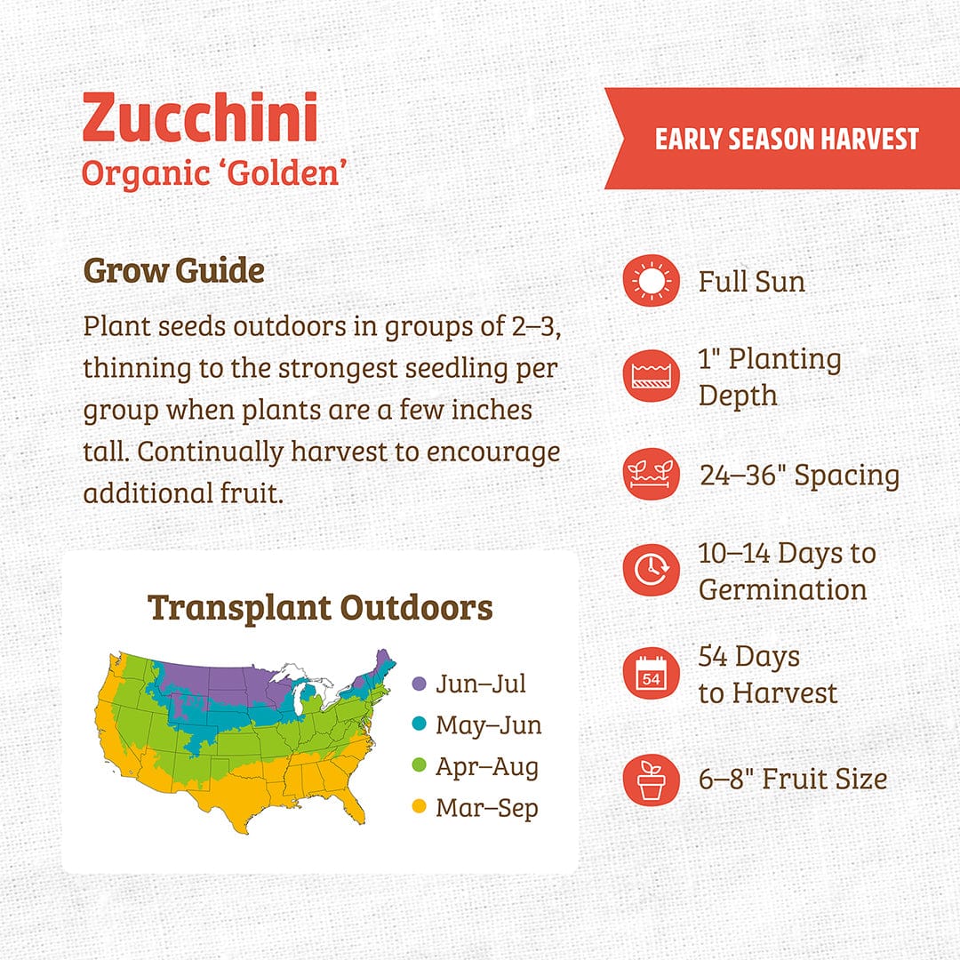 Organic Zucchini Seeds — 'Golden' - Image 3
