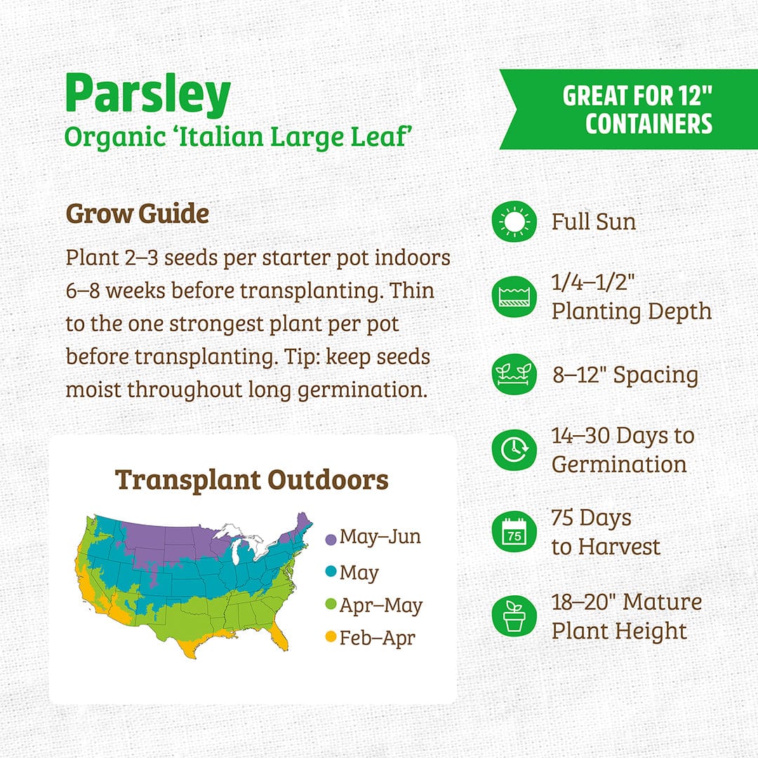 Organic Parsley Seeds — 'Italian Large Leaf' - Image 3