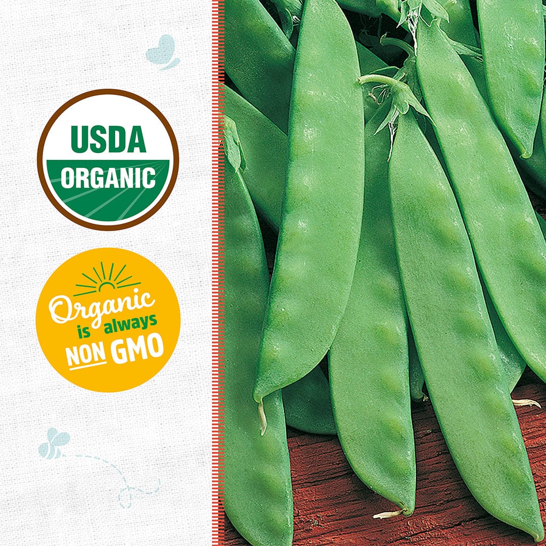 Organic Pea Seeds — 'Oregon Snow Sugar Pod II' - Image 2