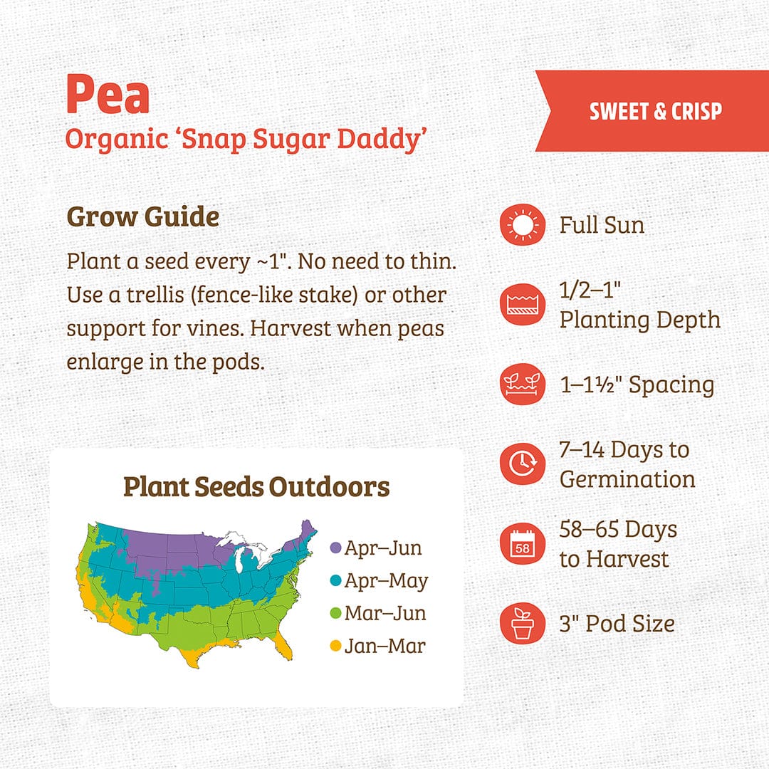 Organic Pea Seeds — 'Snap Sugar Daddy' - Image 3