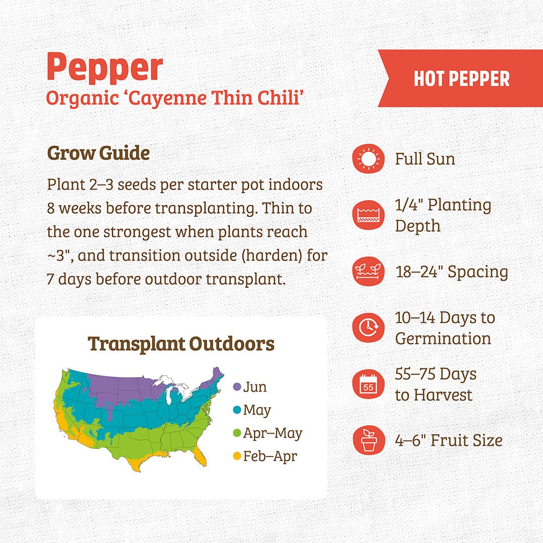 Organic Pepper Seeds — 'Cayenne Thin Chili' - Image 3
