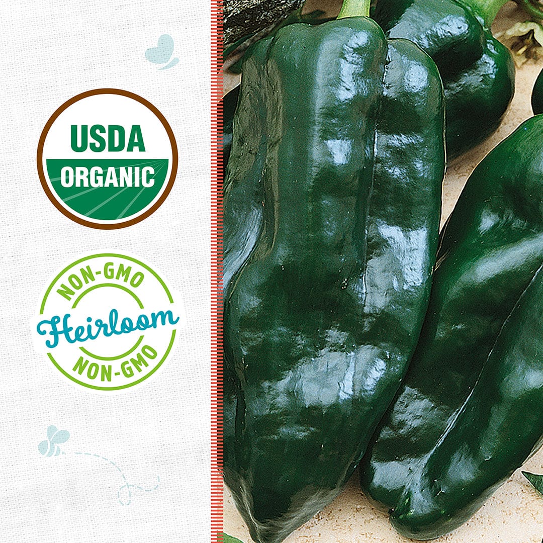 Organic Pepper Seeds — 'Poblano' - Image 2