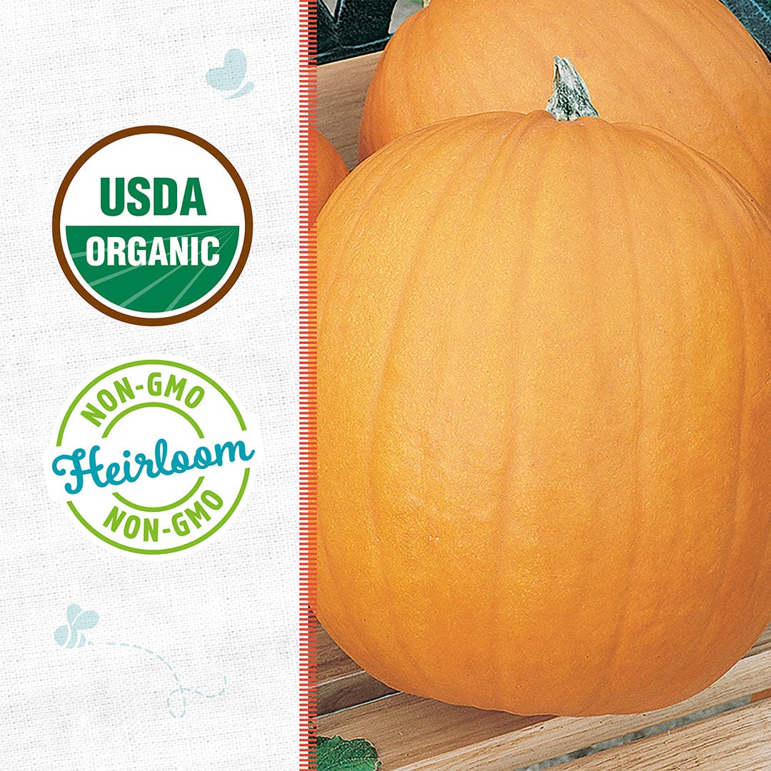 Organic Pumpkin Seeds — 'Jack O' Lantern' - Image 2