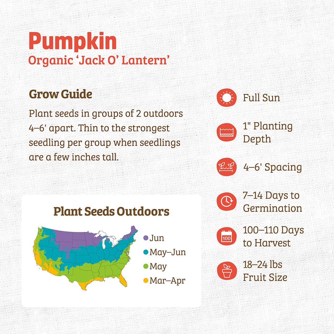 Organic Pumpkin Seeds — 'Jack O' Lantern' - Image 3