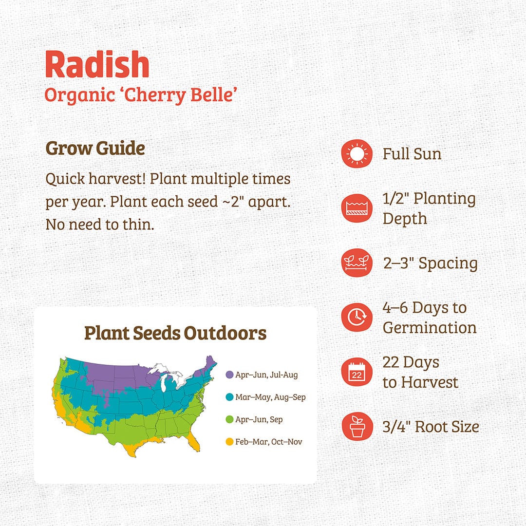 Organic Radish Seeds — 'Cherry Belle' - Image 3