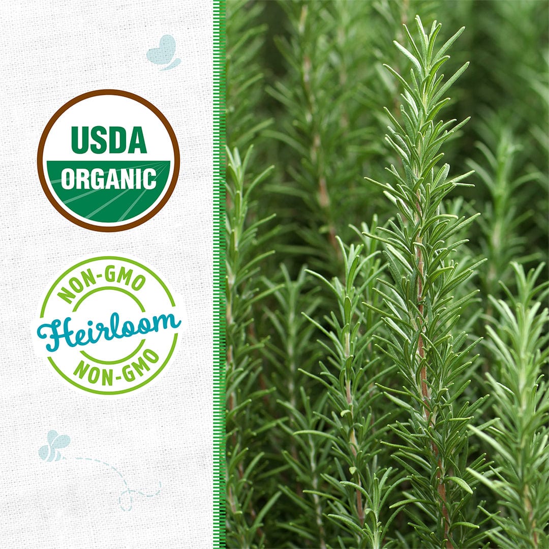 Organic Rosemary Seeds - Image 2