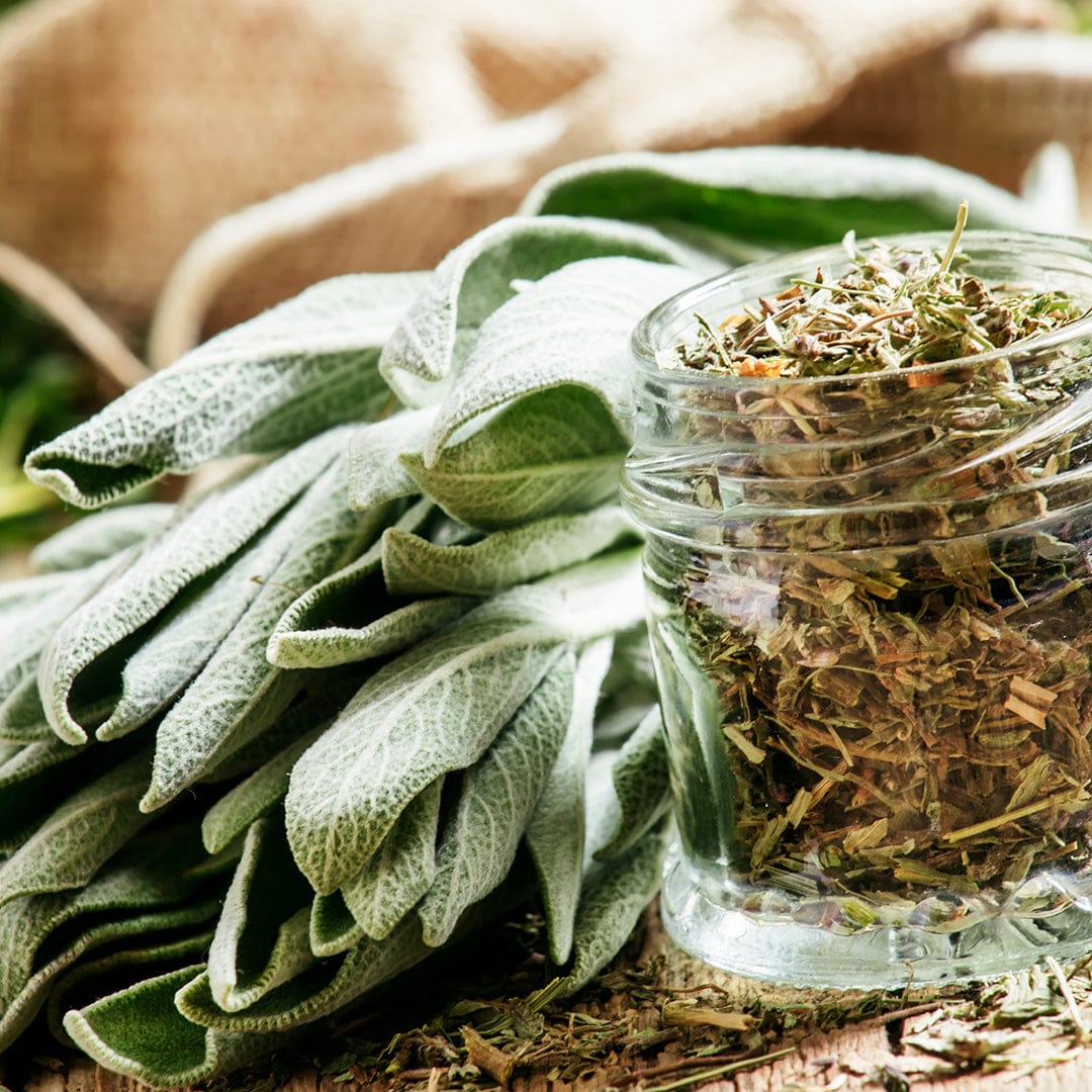 Organic Sage Seeds — 'Broadleaf' - Image 7
