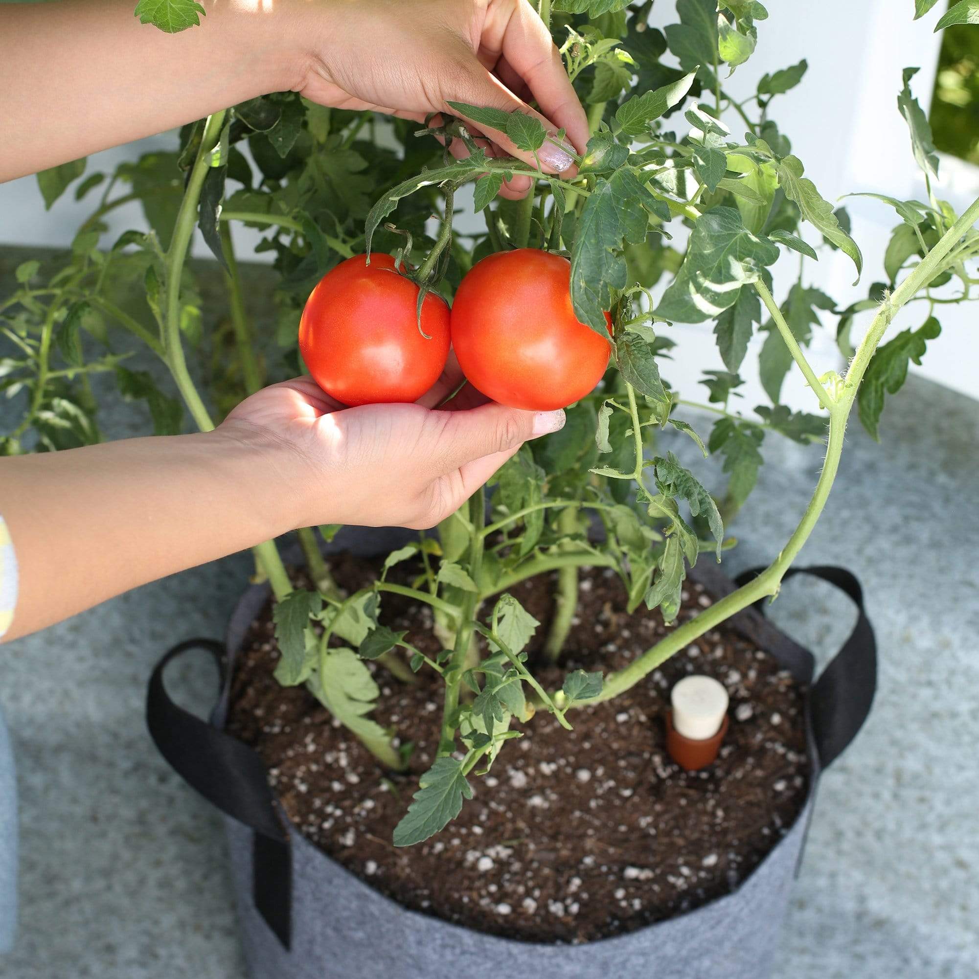 Self-Watering Fabric Garden Pot - Image 8