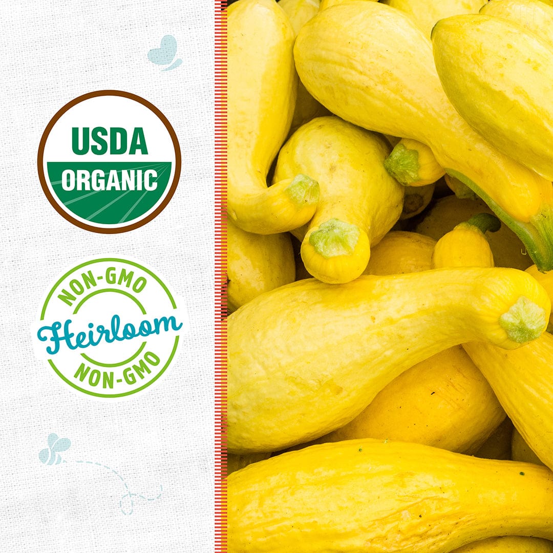 Organic Squash Seeds — 'Early Prolific Straightneck' - Image 2