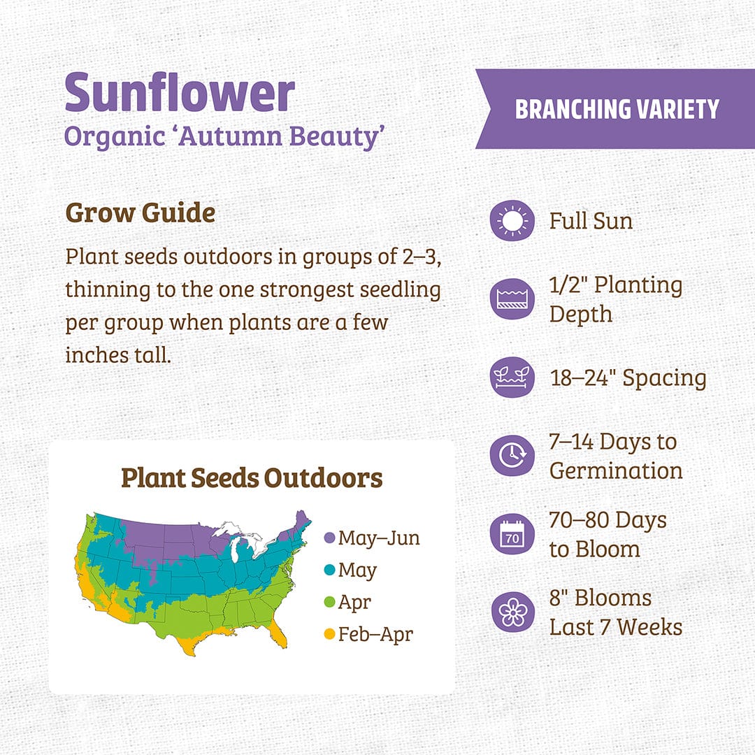 Organic Sunflower Seeds — 'Autumn Beauty' - Image 3