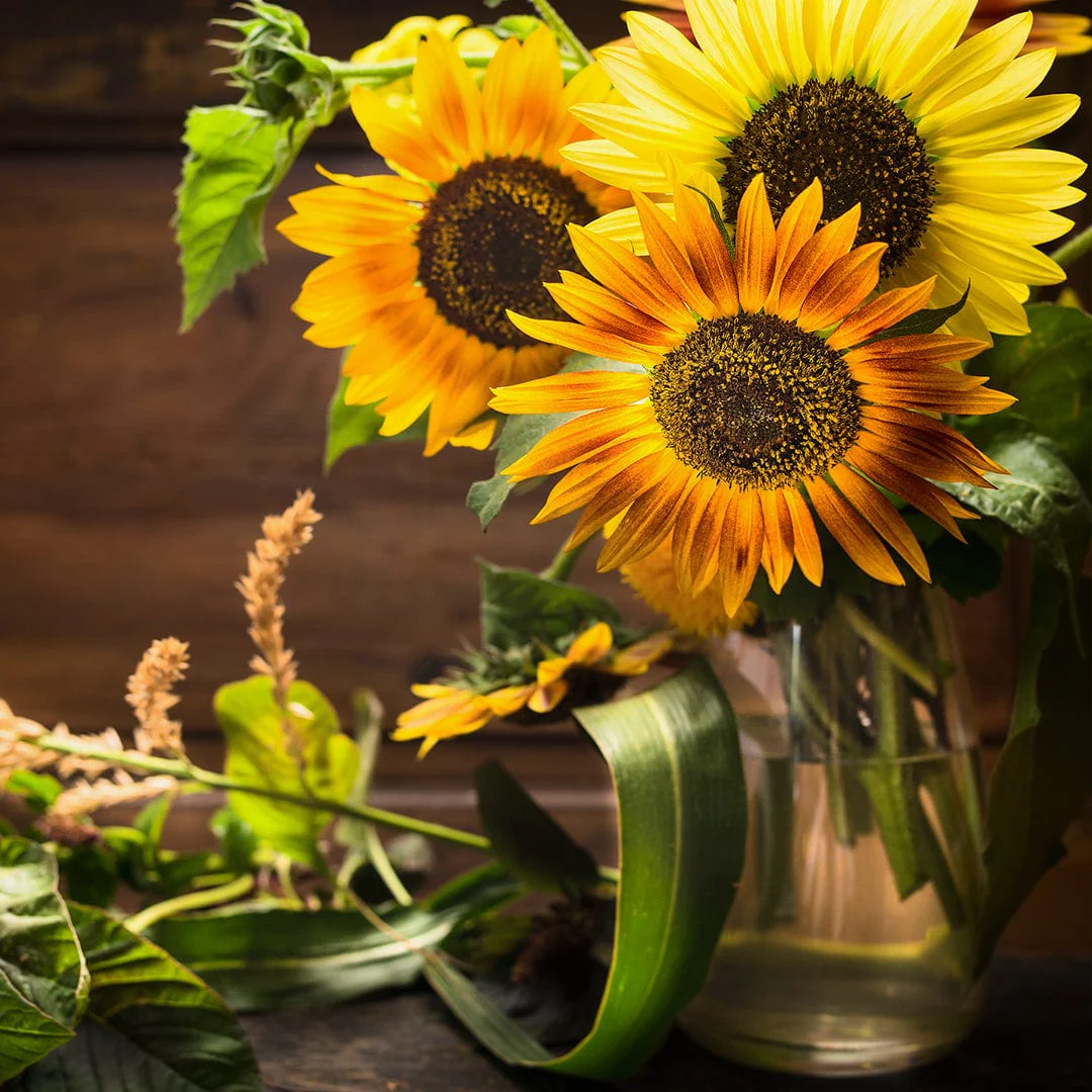 Organic Sunflower Seeds — 'Autumn Beauty' - Image 7