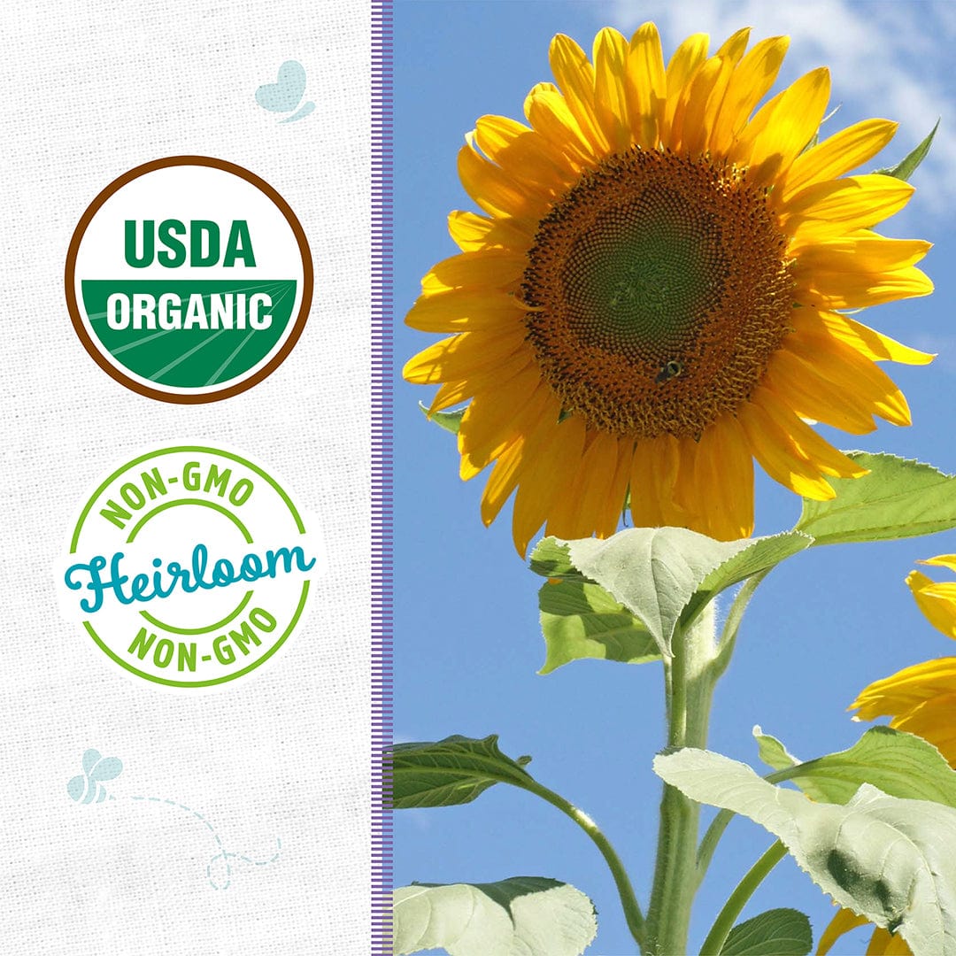 Organic Sunflower Seeds — 'Mammoth Grey Stripe' - Image 2