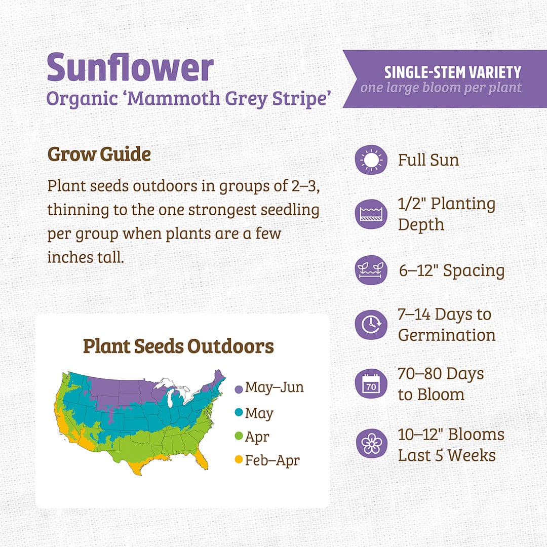 Organic Sunflower Seeds — 'Mammoth Grey Stripe' - Image 3