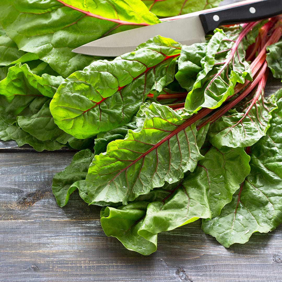 Organic Swiss Chard Seeds — 'Ruby Red' - Image 6