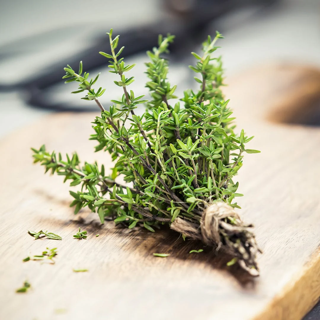 Organic Thyme Seeds — 'English' - Image 7