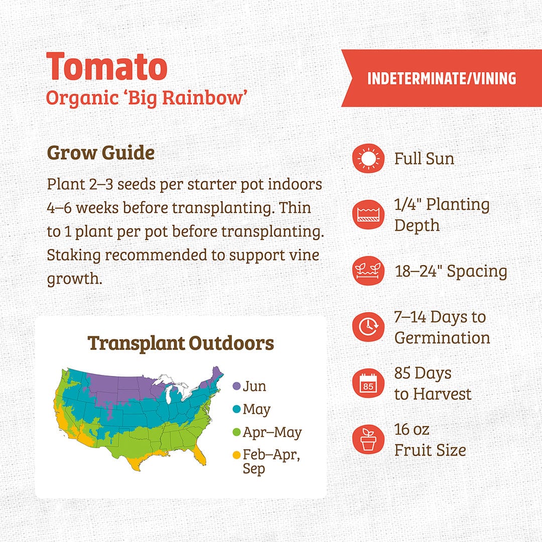 Organic Tomato Seeds — 'Big Rainbow' - Image 3