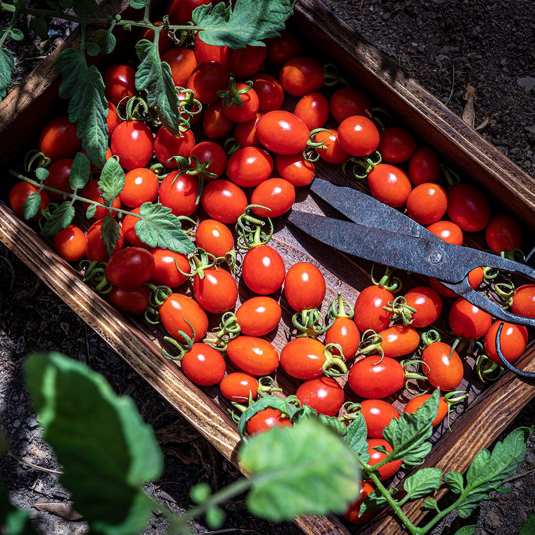 Organic Tomato Seeds — 'Red Cherry' - Image 6