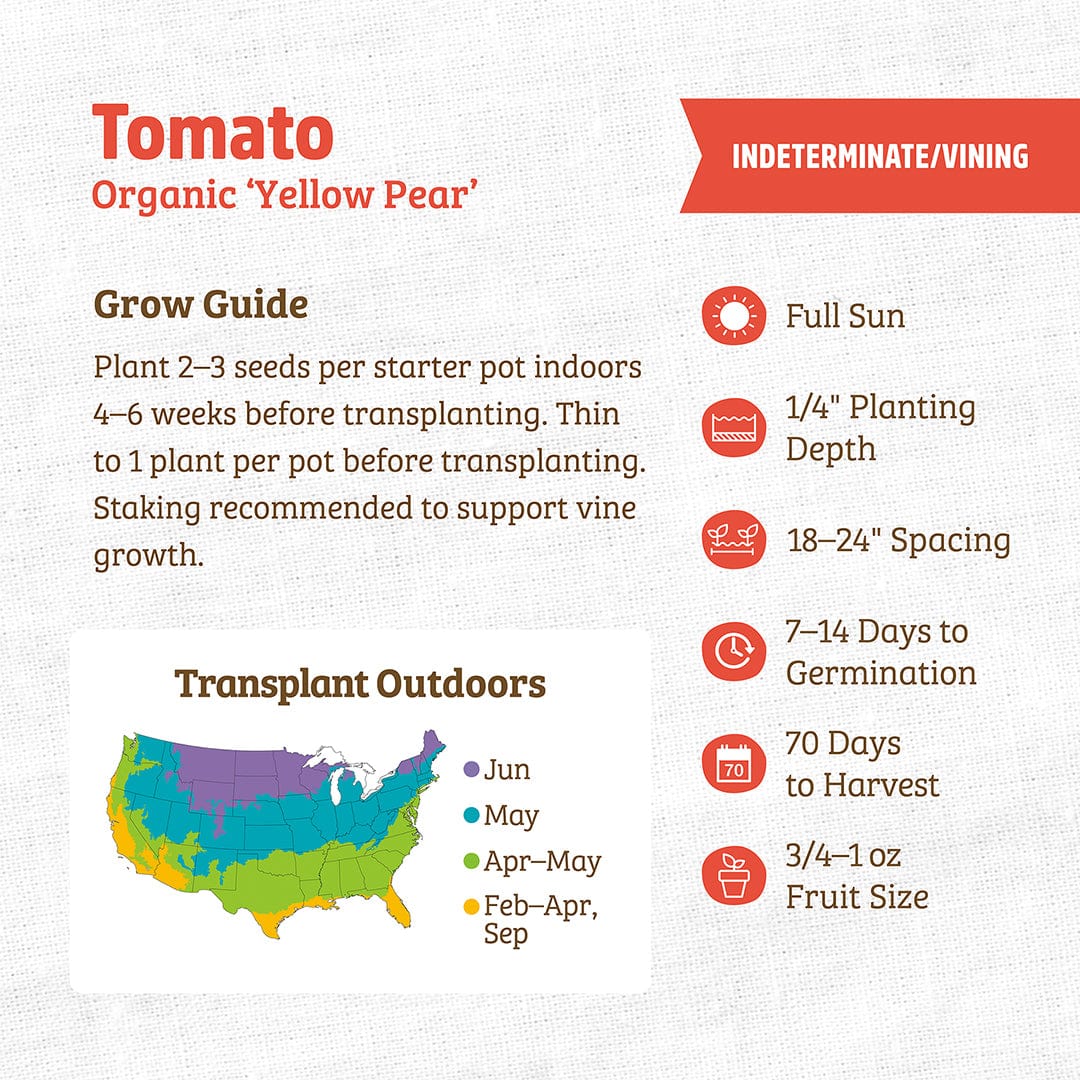 Organic Tomato Seeds — 'Yellow Pear' - Image 3