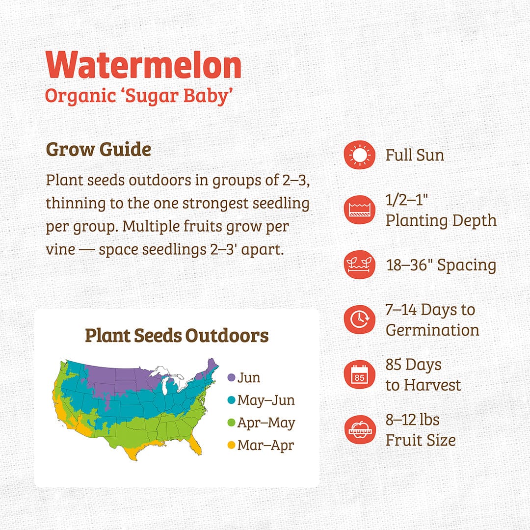 Organic Watermelon Seeds — 'Sugar Baby' - Image 3