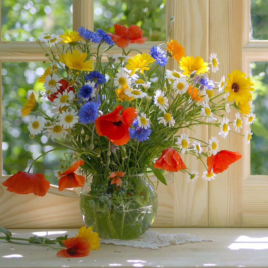Organic Wildflower Seeds — 'Rainbow Blooms' - Image 7