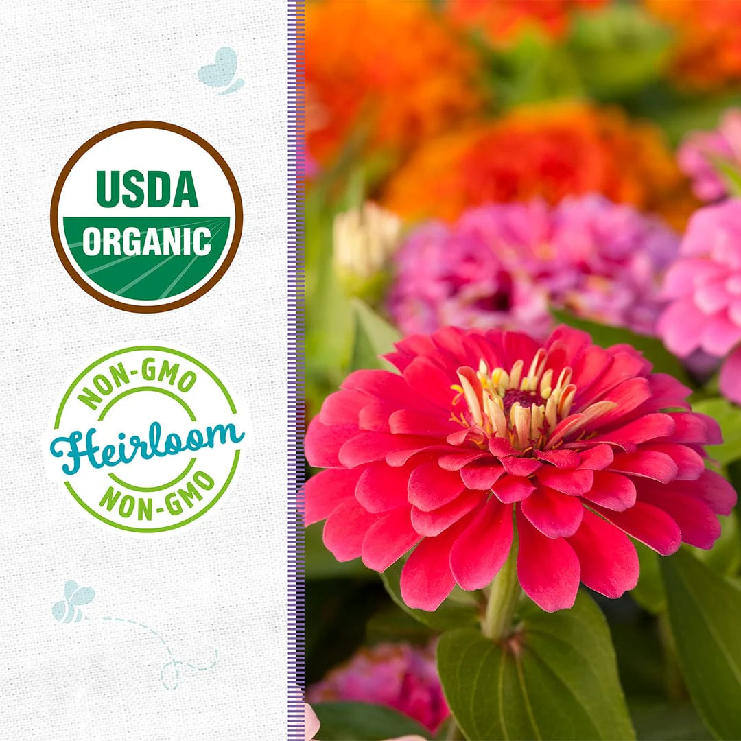 Organic Zinnia Seeds — 'California Giants' - Image 2
