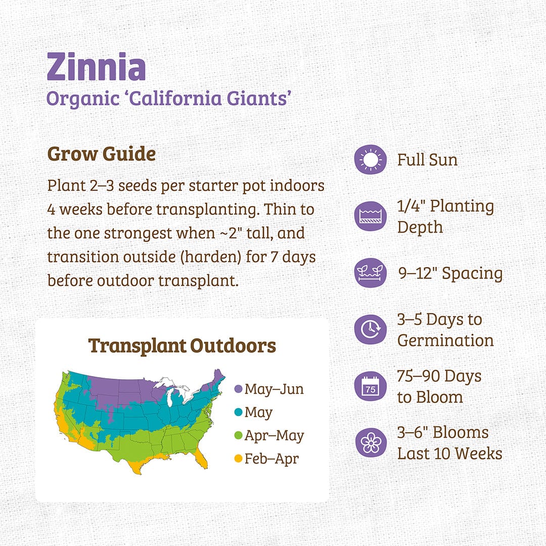 Organic Zinnia Seeds — 'California Giants' - Image 3