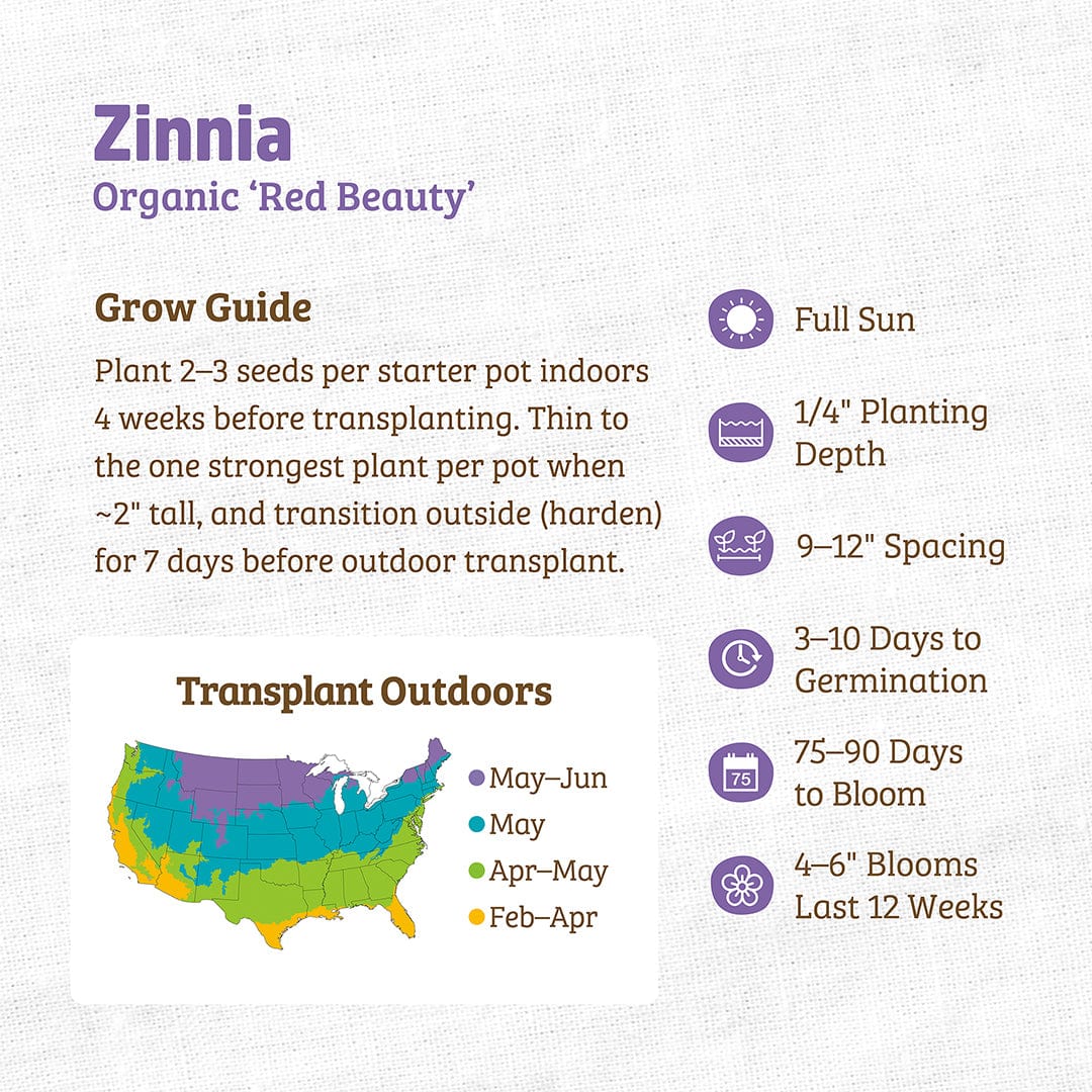 Organic Zinnia Seeds — 'Red Beauty' - Image 3