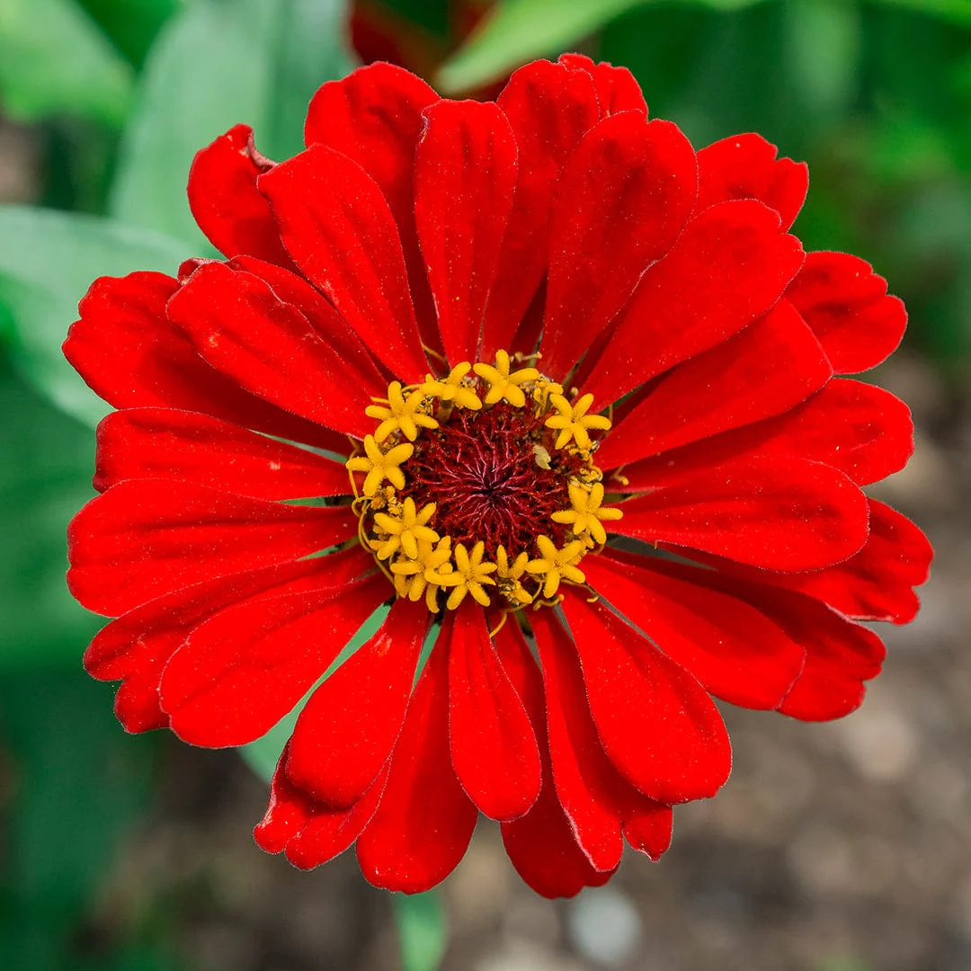 Organic Zinnia Seeds — 'Red Beauty' - Image 7