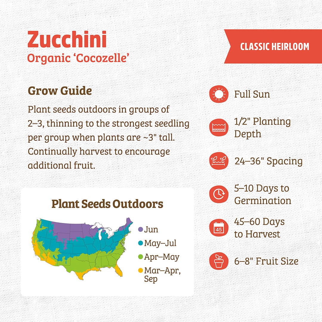 Organic Zucchini Seeds — 'Cocozelle' - Image 3